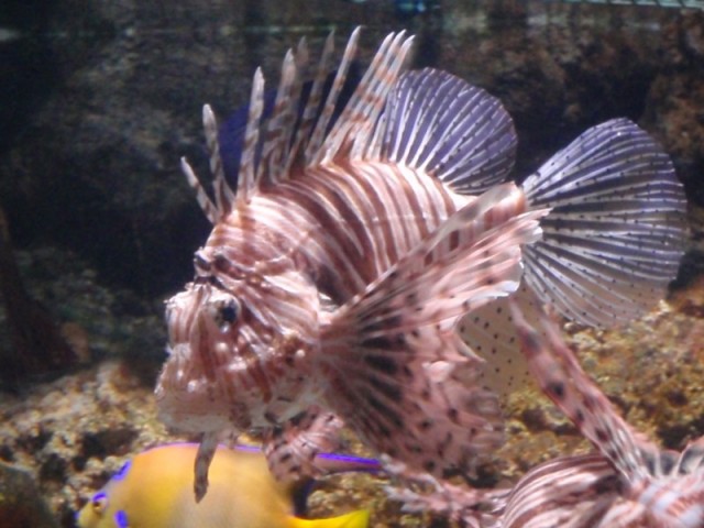 lionfish